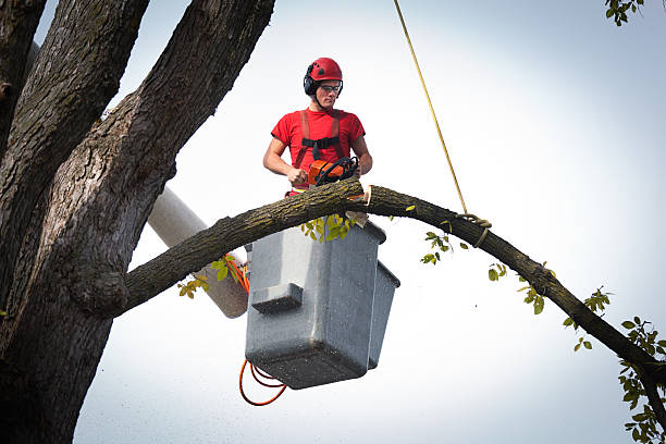 How Our Tree Care Process Works  in  South Hooksett, NH